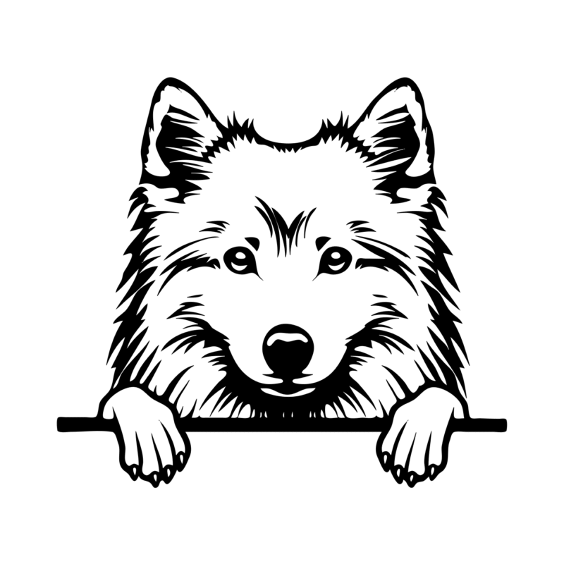 American Eskimo