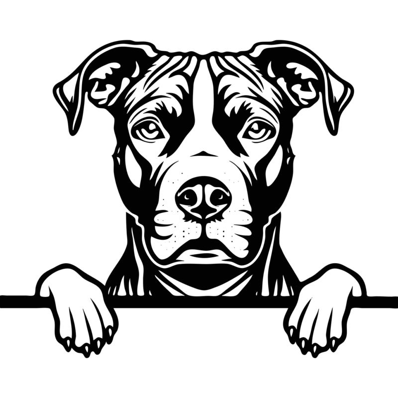 American Staffordshire Terrier