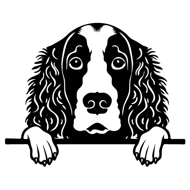 American Water Spaniel