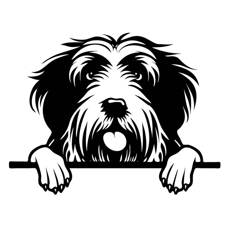 Bearded Collie