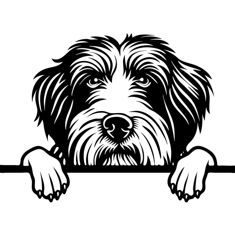 Bearded Collie