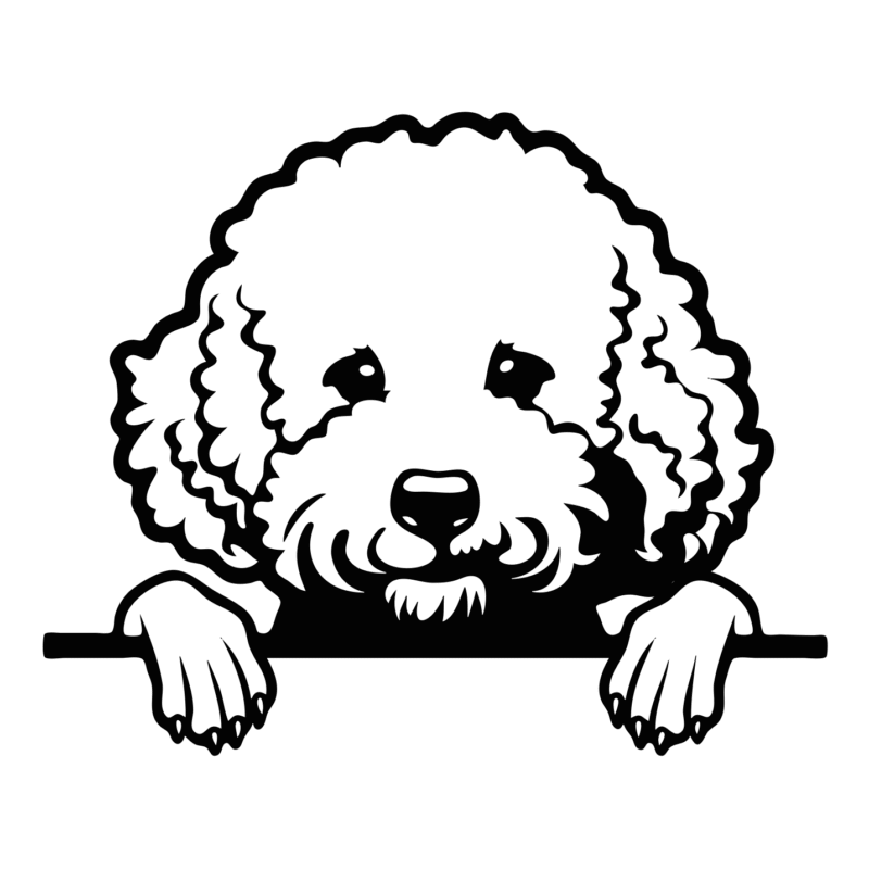 Bichon Frise