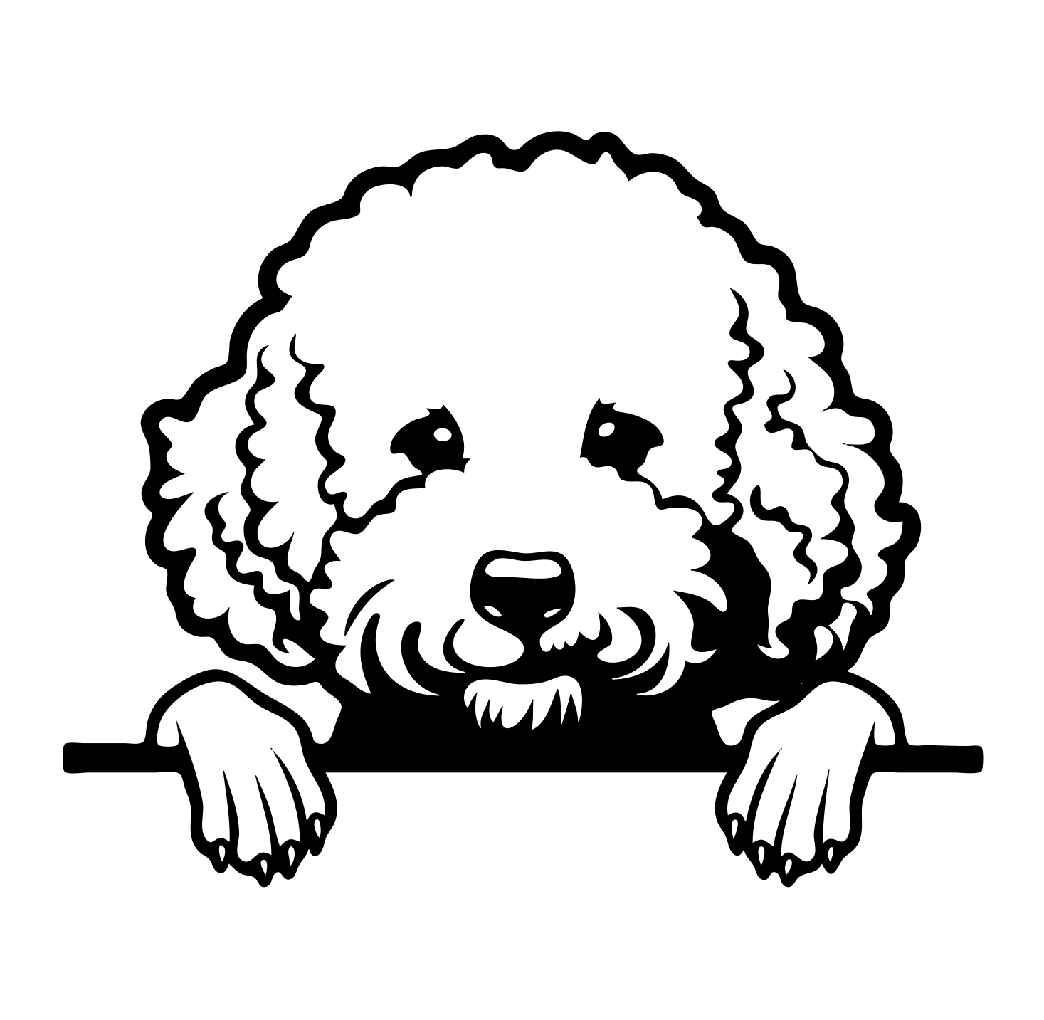 Bichon Frise