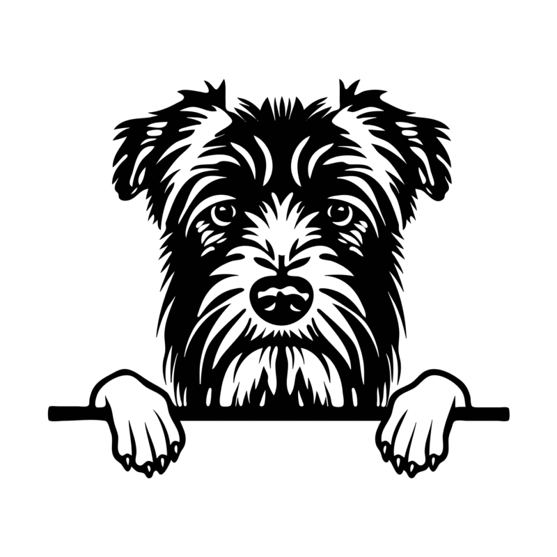 Bouvier des Flandres